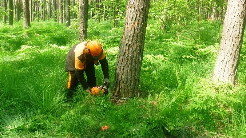 Pokaz ścinki drzewa podczas szkolenia.