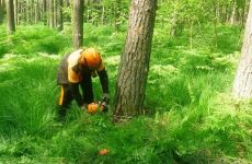 Pokaz ścinki drzewa podczas szkolenia.